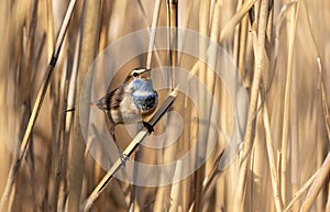 Bluethroat, Luscinia svecica. A singing bird sits in a reed thicket on a riverbank