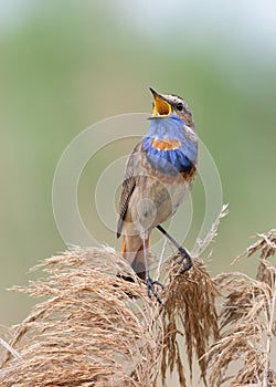 Bluethroat, Luscinia svecica. A singing bird sits on top of a reed