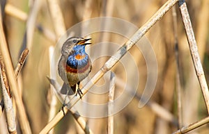 Bluethroat, Luscinia svecica. Singing bird sitting on a branch