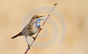 Bluethroat, Luscinia svecica. Singing bird sitting on a branch