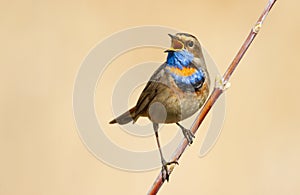 Bluethroat, Luscinia svecica. Singing bird sitting on a branch