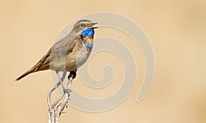 Bluethroat, Luscinia svecica. Singing bird sitting on a branch