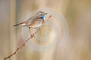 The bluethroat - Luscinia svecica - is a small passerine bird