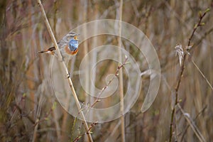 The bluethroat - Luscinia svecica - is a small passerine bird