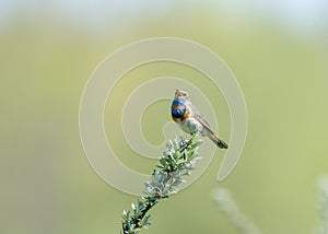 Bluethroat (Luscinia svecica) is a small passerine bird family Muscicapidae.
