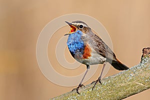 Bluethroat photo