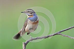 Bluethroat, most beautiful migratory bird to Thailand during winter easily found in paddy field