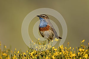 Bluethroat among the piornos in the sierra de gredos