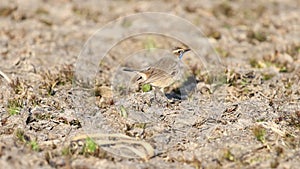 bluethroat rages and catches insects