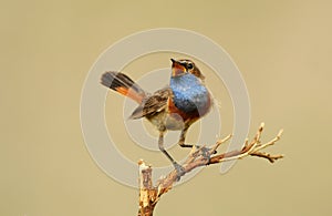 Bluethroat photo