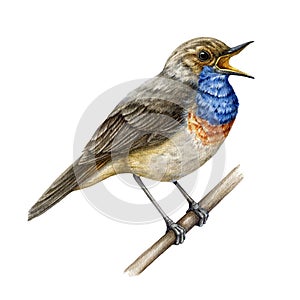 Bluethroat singing watercolor illustration. Hand drawn Luscinia svecica european avian. Beautiful bluethroat bird