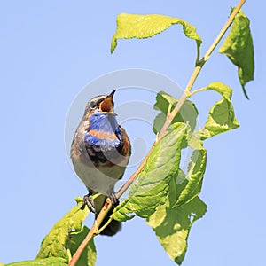 Bluethroat sings the song in the spring forest