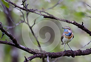 Bluethroat