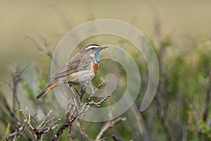 Bluethroat