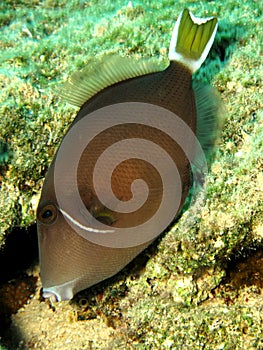 Bluethroat triggerfish sufflamen albicaudatus