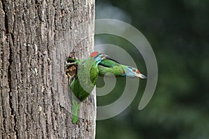 Bluethroated barbet