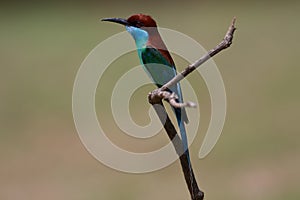 Bluethroated bee eater