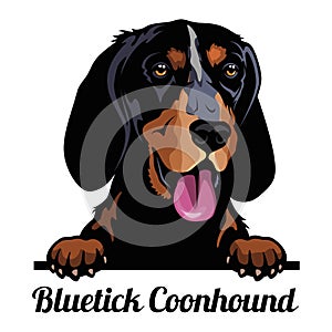 Bluetick Coonhound - Color Peeking Dogs - breed face head isolated on white