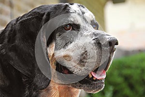 Bluetick Coonhound dog