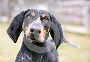 A Bluetick Coonhound dog listening with a head tilt