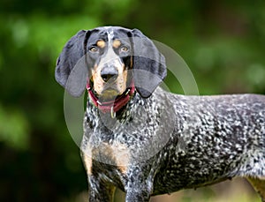 A Bluetick Coonhound dog outdoors