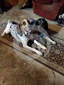 Bluetick Coonhound Hunting Dogs
