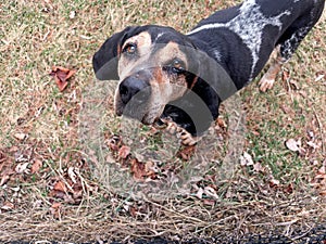 Bluetick Coonhound looking up at the camera
