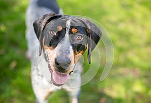 A Bluetick Coonhound mixed breed dog with a happy expression