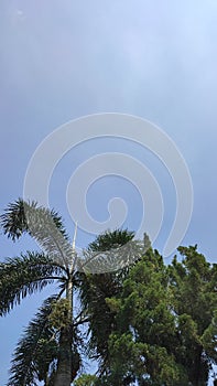 Bluetick sky spurce palm tree clean