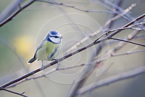 Bluetit