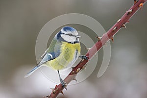 Bluetit