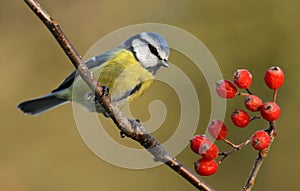Bluetit