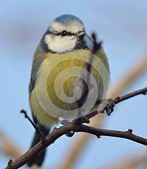 BlueTit denmark