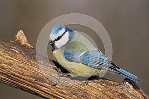 Bluetit