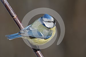 Bluetit