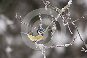 Bluetit