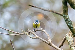 Bluetit staring at the camera