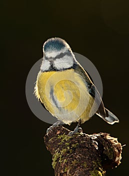 Bluetit bird.