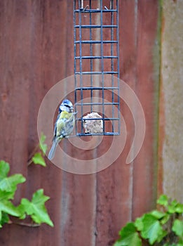 Bluetit bird on a birdfeeder