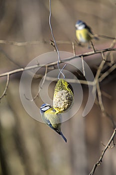 Bluetit bird on a chuck piston