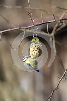Bluetit bird on a chuck piston