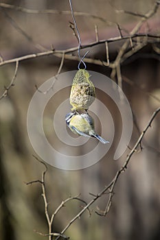 Bluetit bird on a chuck piston