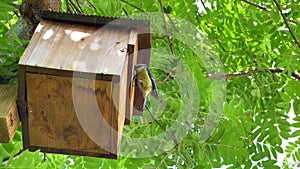 Bluetit bird, cyanistes caeruleus, flying into bird nest feeding nestlings