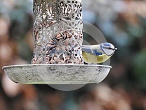 Bluetit on a bird feeder