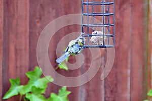 Bluetit bird hanging on a birdfeeder