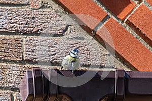 Bluetit bird perched on house guttering