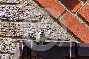 Bluetit bird perched on house guttering