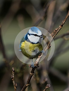 Bluetit bird on a thin branch