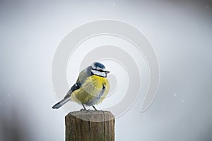 Bluetit bird in winter