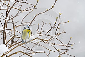 Bluetit bird in winter